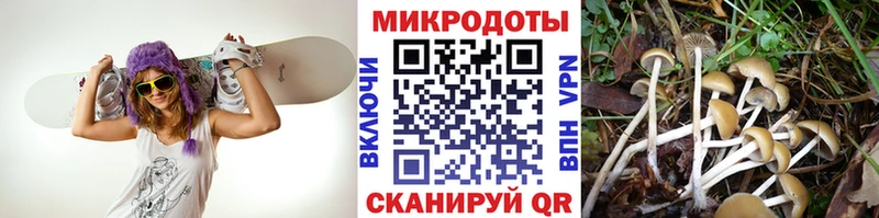 Галлюциногенные грибы Psilocybe  Усмань 